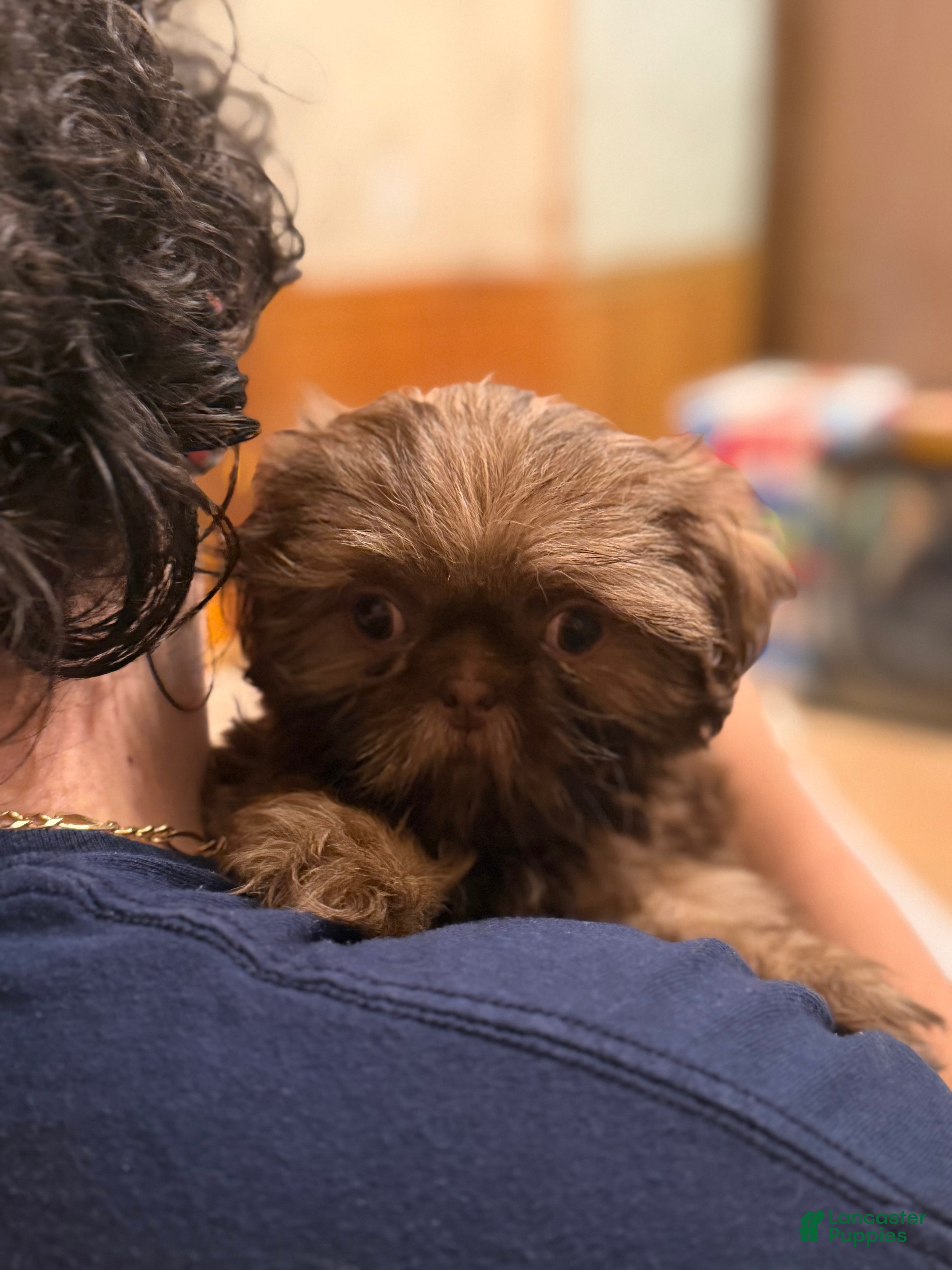 Shih Tzu dogs Blossom - Ad 2