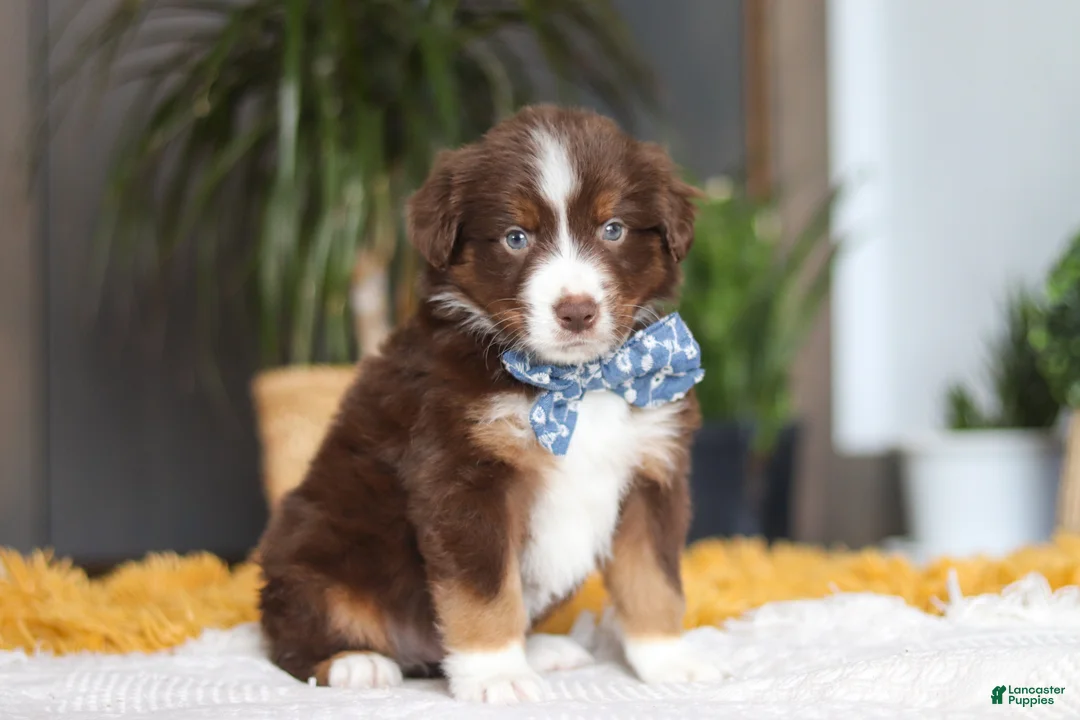 Australian Shepherd dogs for sale: Roma - Ad 3