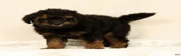 Mini Bernedoodle dogs for sale: Mateo - Ad 4