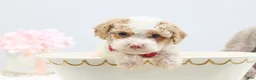 Toy Poodle dogs for sale: Barbie - Ad 1