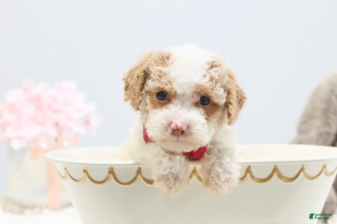 Toy Poodle dogs for sale: Barbie - Ad 1