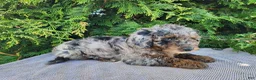 Mini Bernedoodle dogs for sale: Leasha - Ad 10