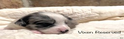 Australian Shepherd dogs for sale: Vixen - Ad 1