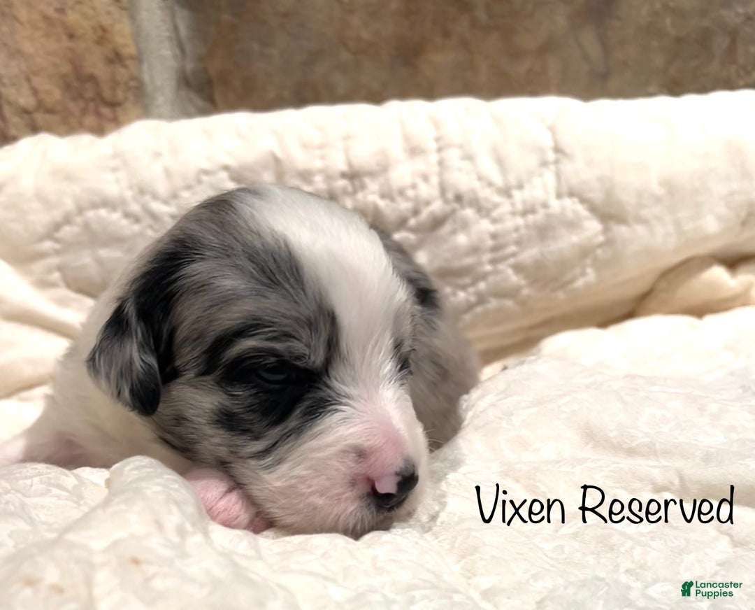 Australian Shepherd dogs for sale: Vixen - Ad 1
