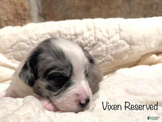 Australian Shepherd dogs Vixen - Ad 13