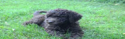 Labradoodle dogs for sale: Apollo - Ad 6