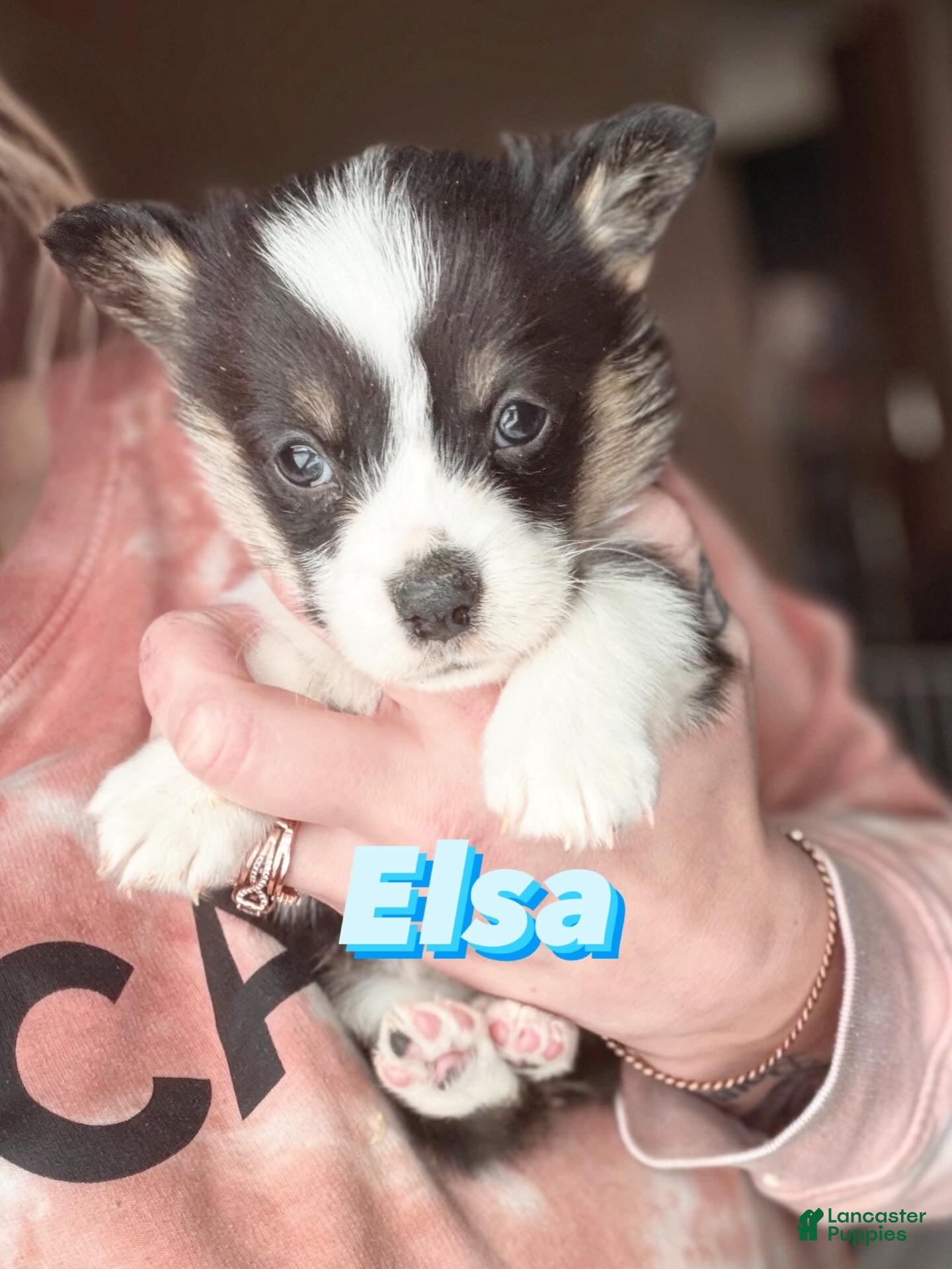 Welsh Corgi Pembroke dogs Welsh Corgi Pembroke Puppy 3 - Ad 18