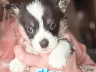 Welsh Corgi Pembroke dogs Welsh Corgi Pembroke Puppy 3 - Ad 18