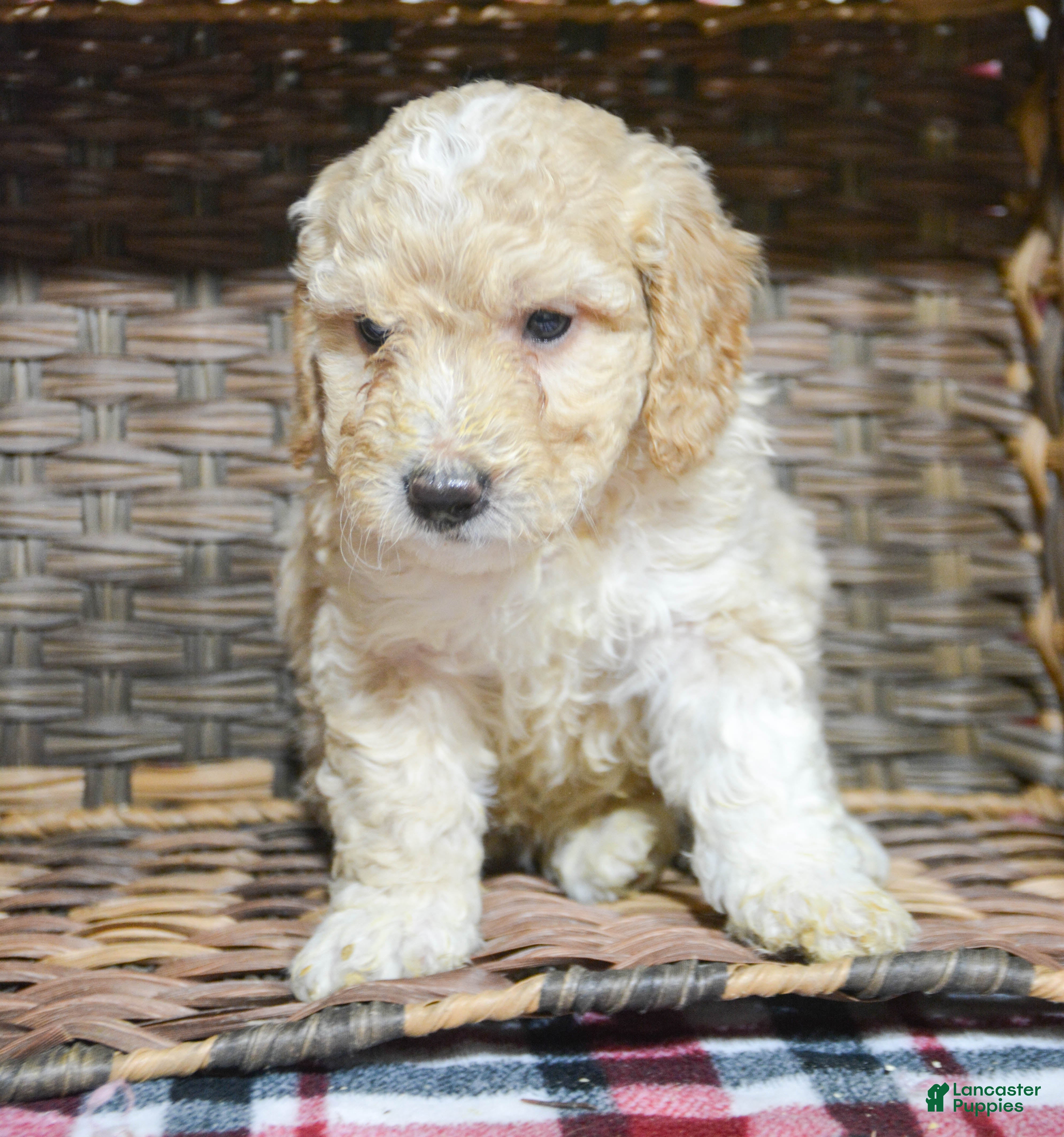 Miniature Poodle dogs Miniature Poodle Puppy 4 Paris - Ad 19