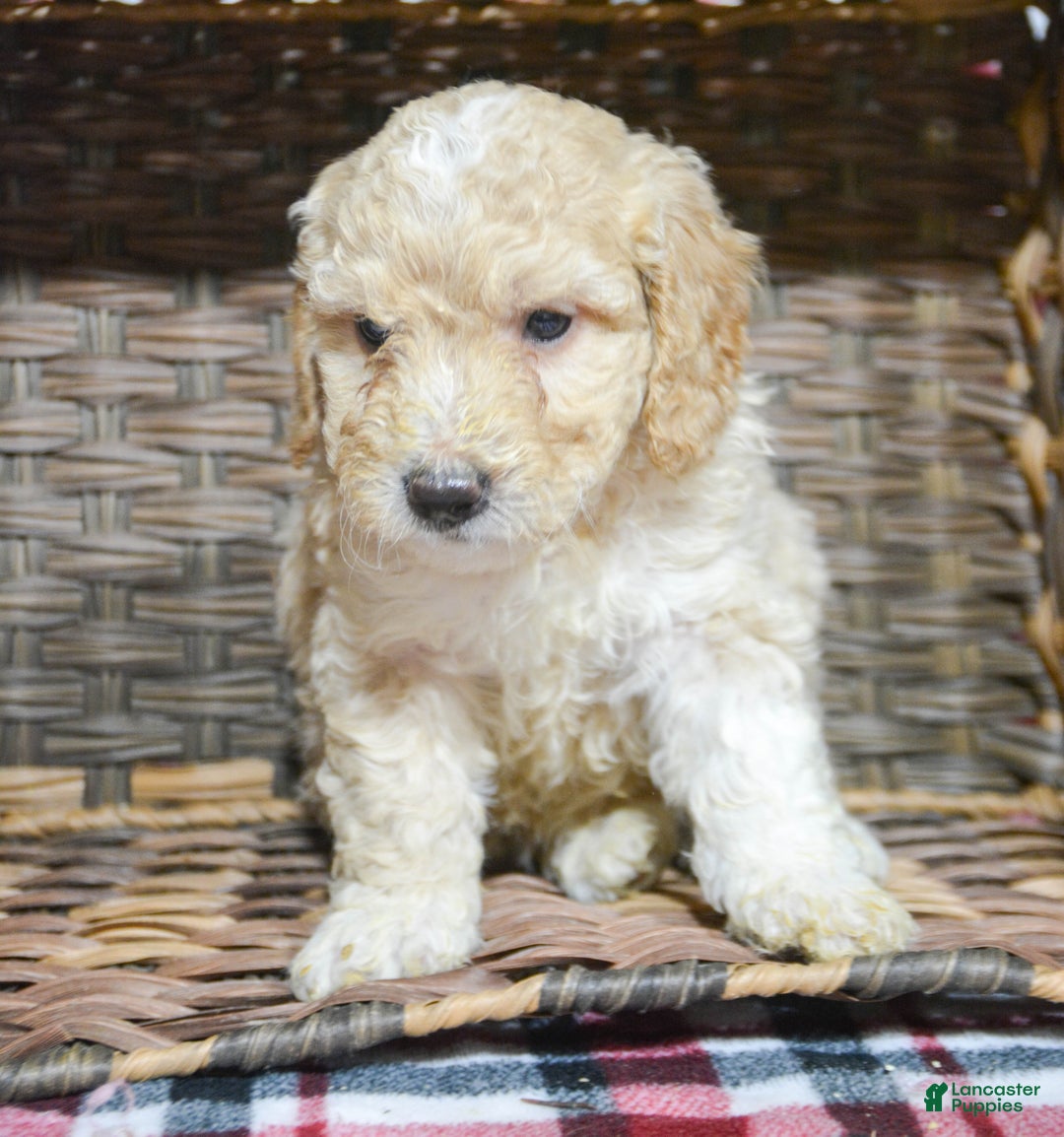 Miniature Poodle dogs for sale: Miniature Poodle Puppy 4 Paris - Ad 1