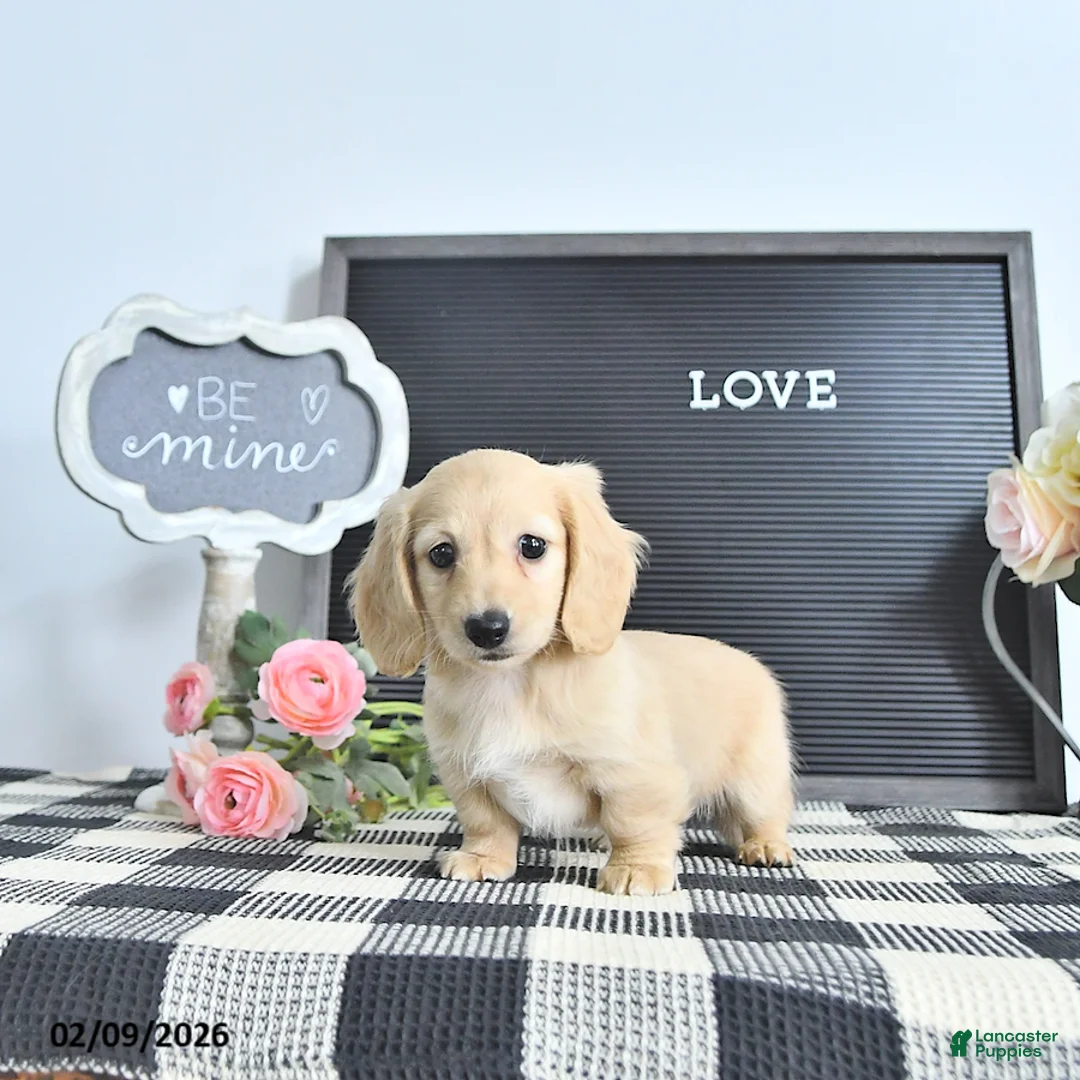 Miniature Dachshund dogs for sale: Lydia - Ad 2