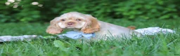 Cocker Spaniel dogs for sale: Clark - Ad 5