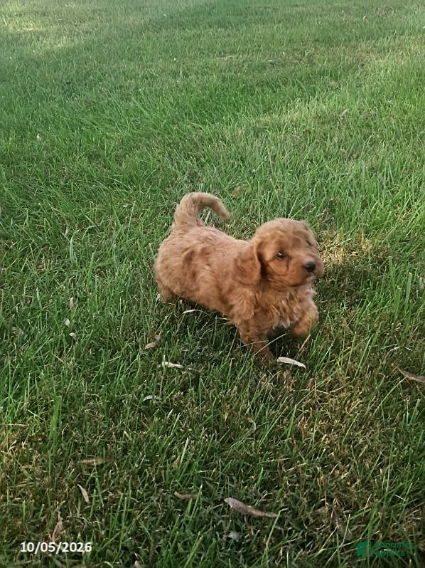 Cavapoo dogs for sale: Oak - Ad 2