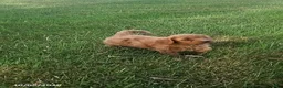Cavapoo dogs for sale: Oak - Ad 5