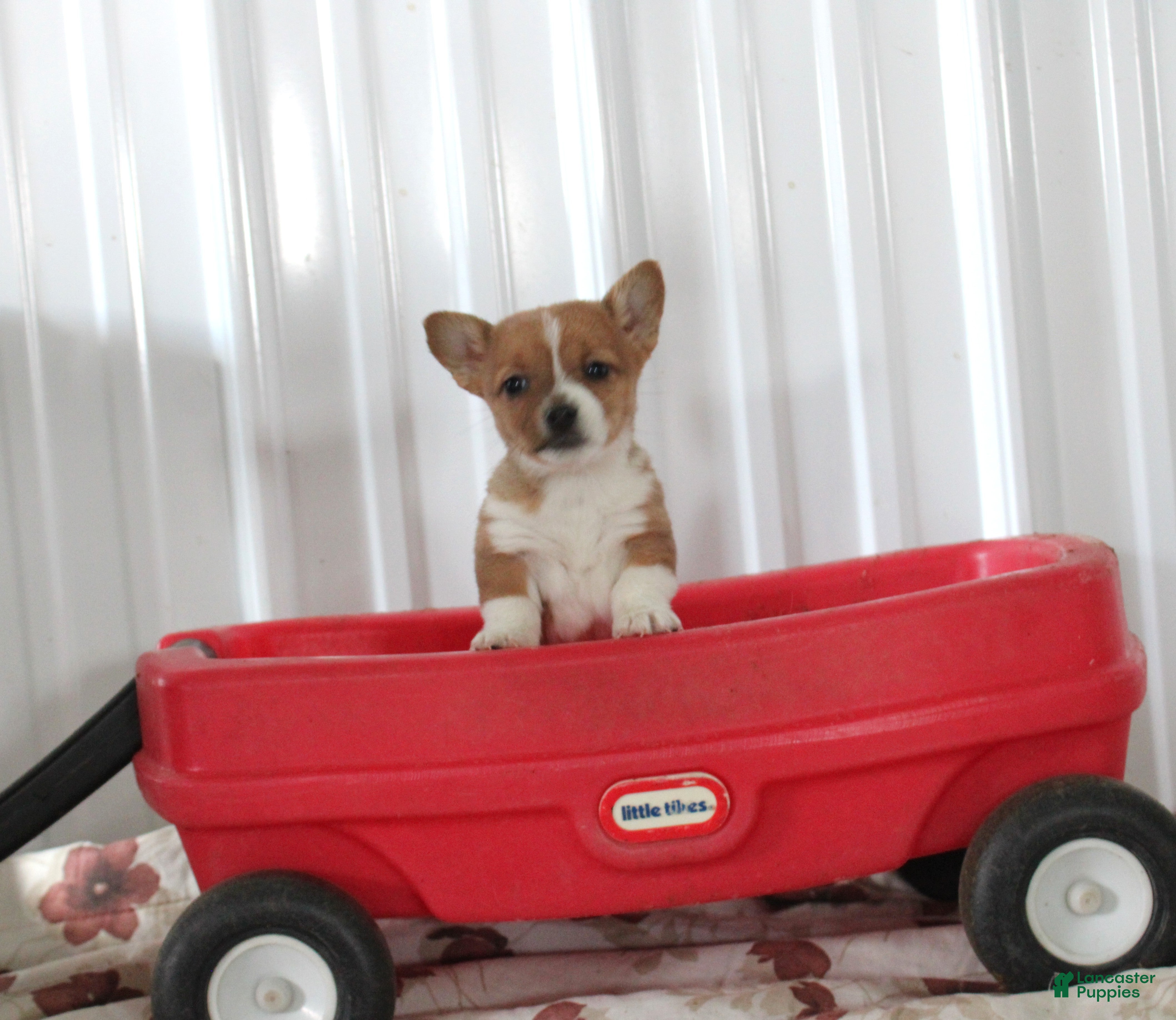 Mixed Breed dogs for sale: Samantha - Ad 1