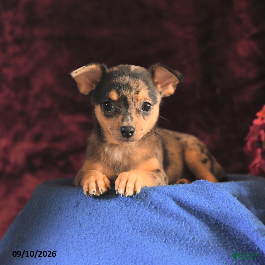 Chihuahua dogs Jamie - Ad 2