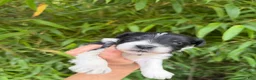 Miniature Schnauzer dogs for sale: Miniature Schnauzer Puppy 1 - Ad 1