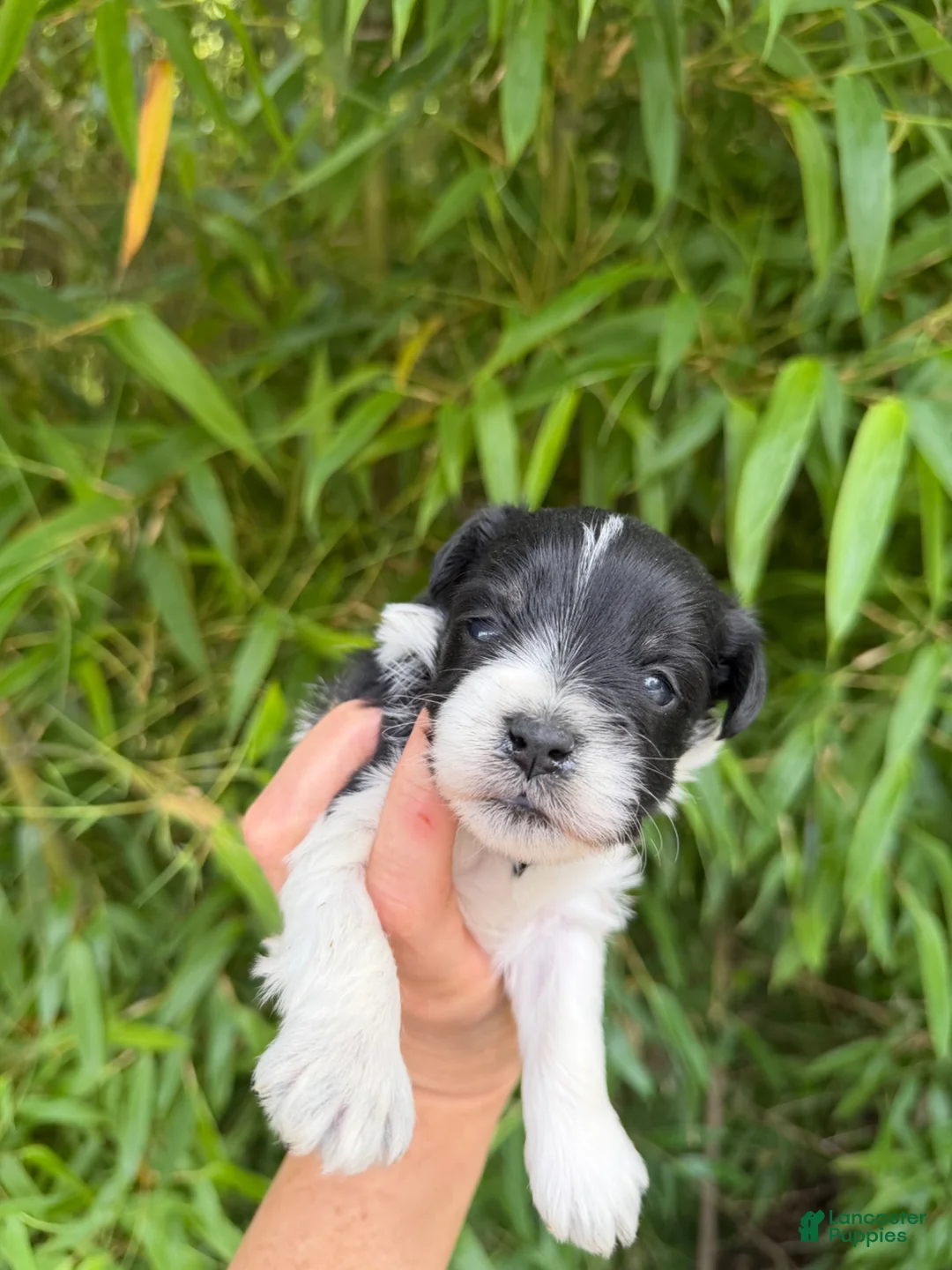 Miniature Schnauzer dogs for sale: Miniature Schnauzer Puppy 1 - Ad 1