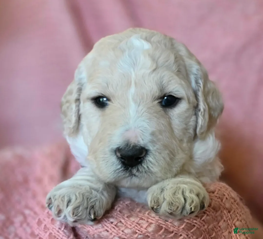 Goldendoodle dogs for sale: Elinore - Ad 1