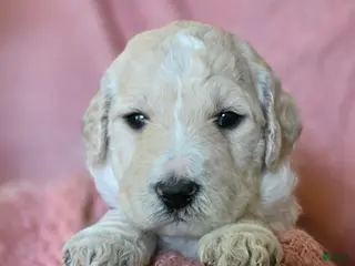 Goldendoodle dogs Elinore - Ad 20