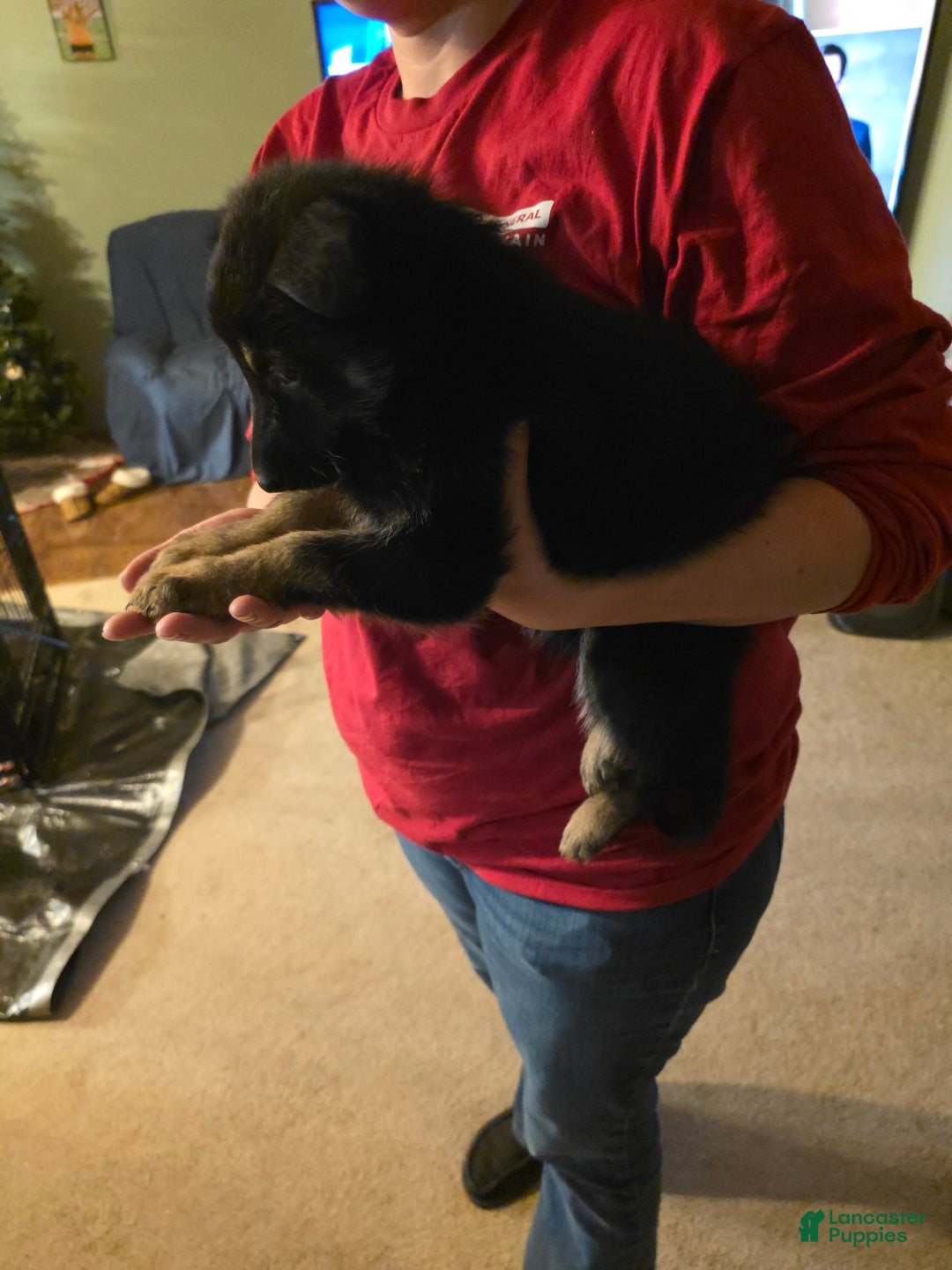 German Shepherd dogs for sale: German Shepherd Puppy 2 - Ad 10