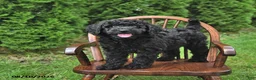 Mini Goldendoodle dogs for sale: King - Ad 3