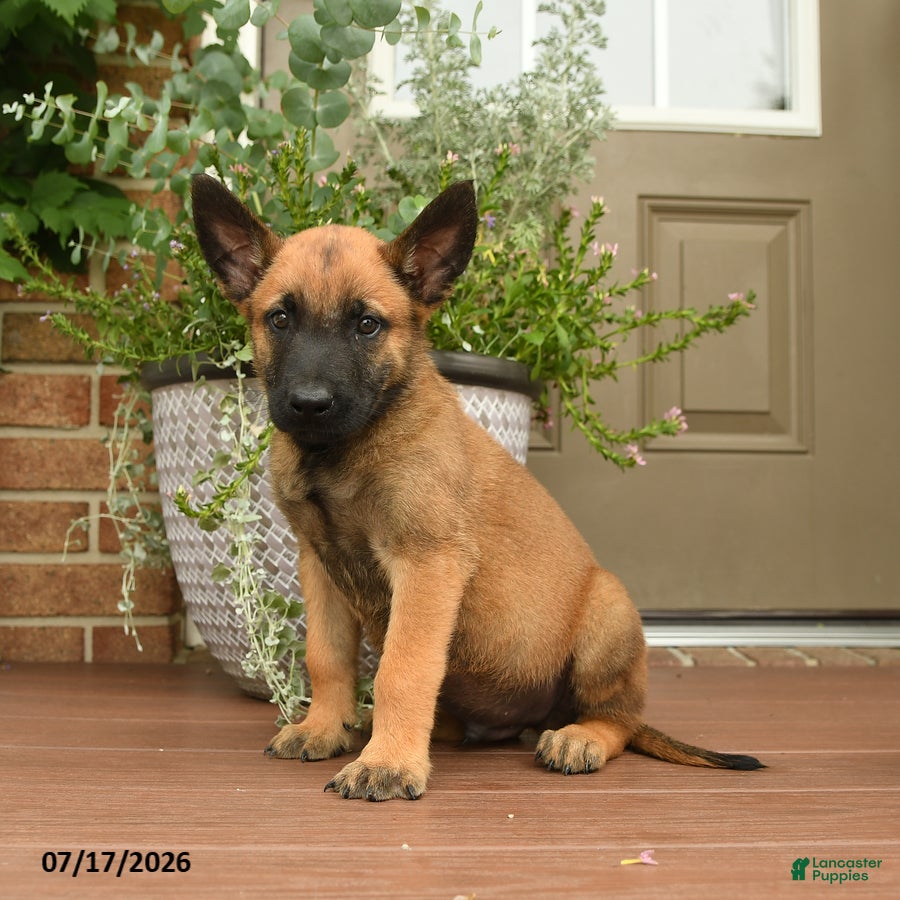 Belgian Malinois dogs Radar - Ad 1