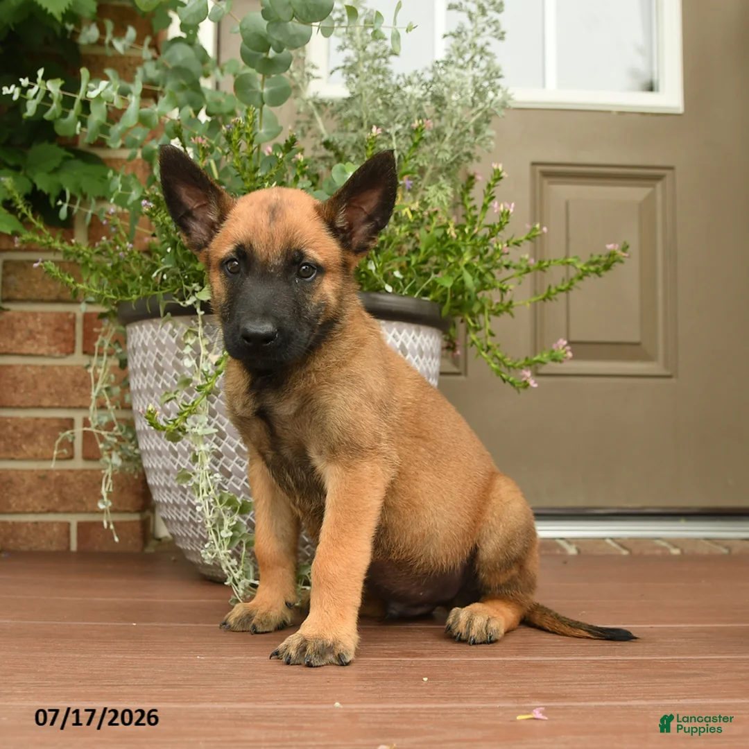 Belgian Malinois dogs for sale: Radar - Ad 1