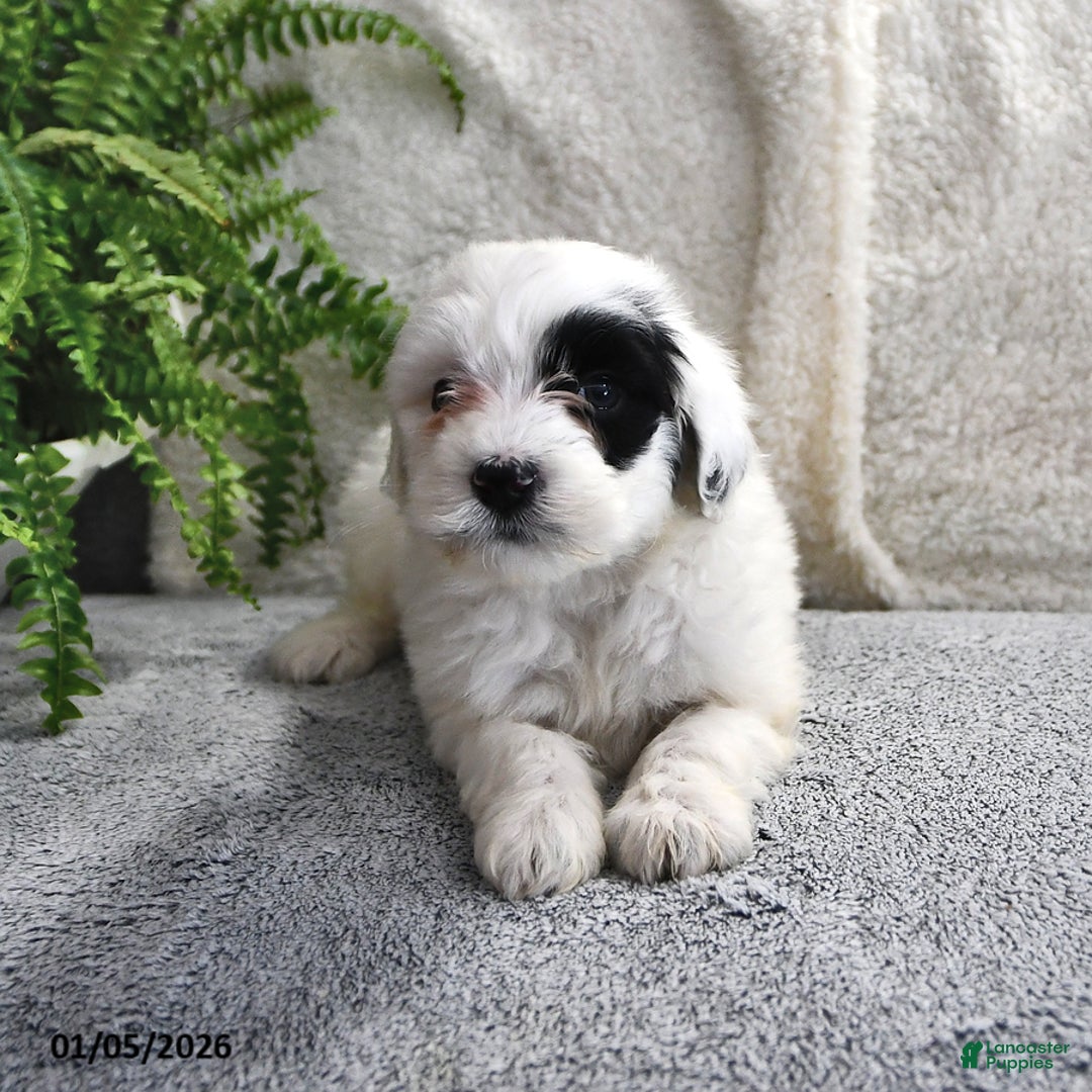 Portuguese Water Dog dogs for sale: Daisy - Ad 7
