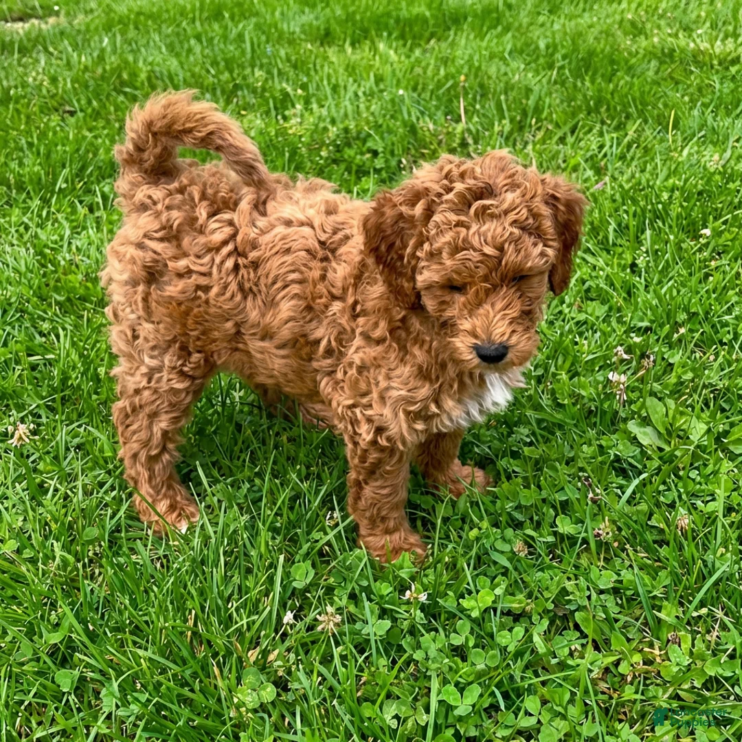 Gallery Image {{count}}