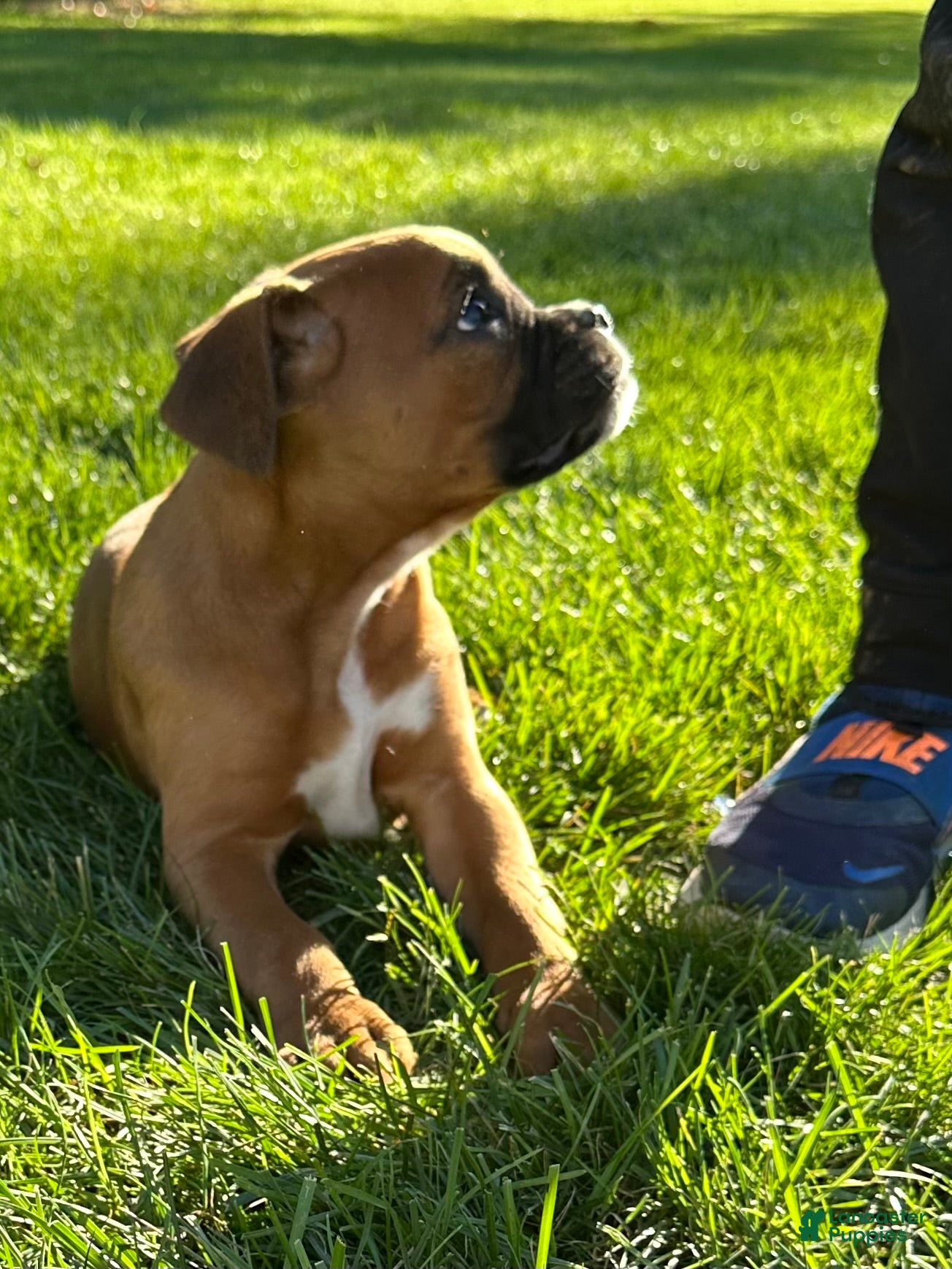 Boxer dogs for sale: Giana - Ad 2