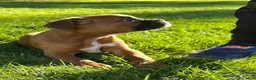Boxer dogs for sale: Giana - Ad 2