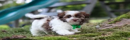 Havanese dogs for sale: Alex - Ad 6