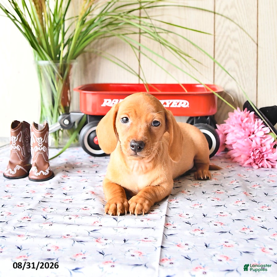 Miniature Dachshund dogs Tyler - Ad 1