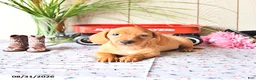 Miniature Dachshund dogs for sale: Tyler - Ad 6