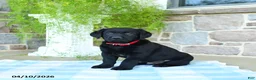 Labrador Retriever dogs for sale: Apple - Ad 3