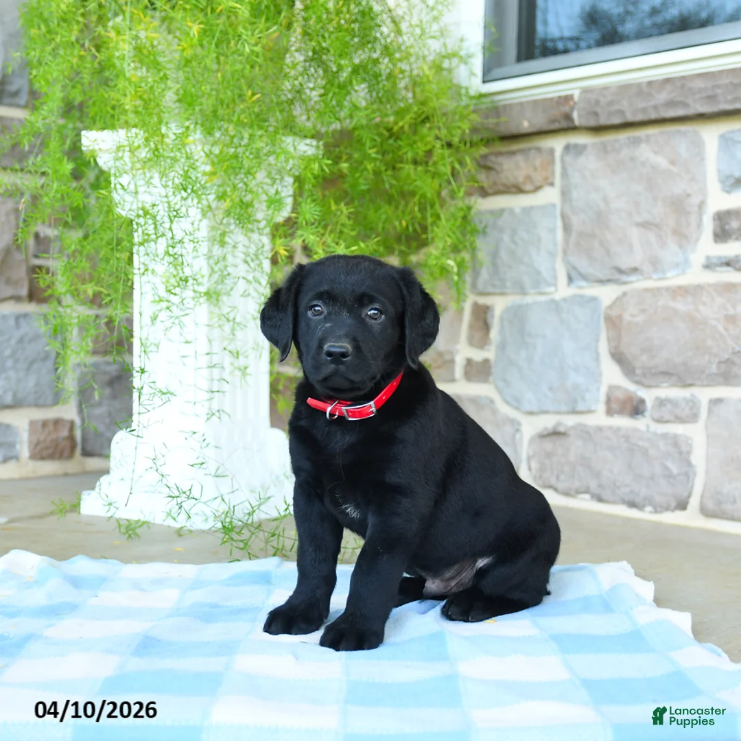 Labrador Retriever dogs for sale: Apple - Ad 3