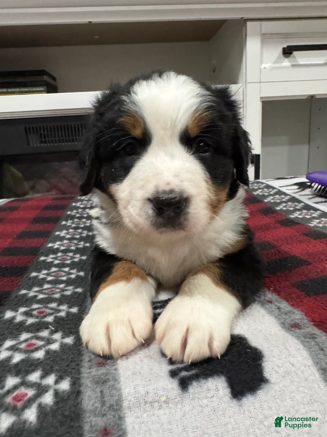 Bernese Mountain Dog dogs for sale: Hope - Ad 3