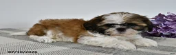 Shih Tzu dogs for sale: Champ - Ad 3