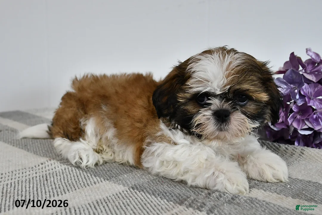 Shih Tzu dogs for sale: Champ - Ad 3