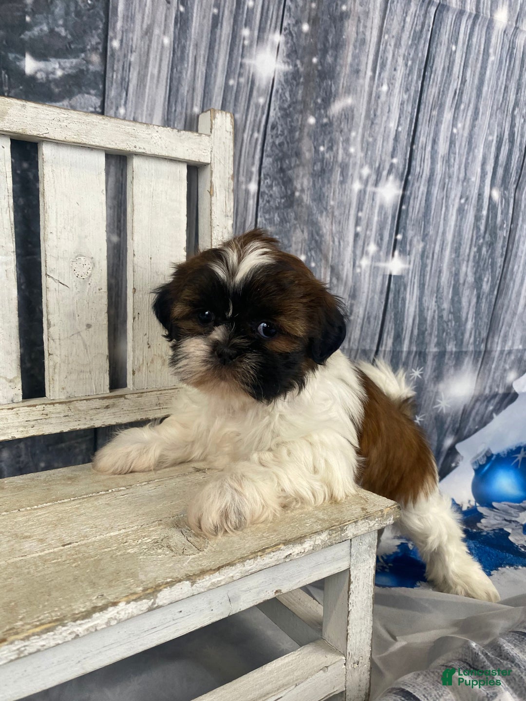 Shih Tzu dogs for sale: Pearl - Ad 3