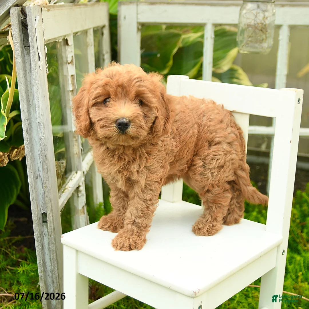 Cavapoo dogs for sale: Princess - Ad 2