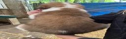 Saint Bernard dogs for sale: Saint Bernard 4. Jimmy - Ad 2