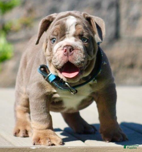 English Bulldog dogs English Bulldog Puppy 1 - Ad 5