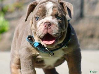 English Bulldog dogs English Bulldog Puppy 1 - Ad 1