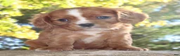 Cavalier King Charles Spaniel dogs for sale: Tucker Male AKC Cavalier - Ad 5