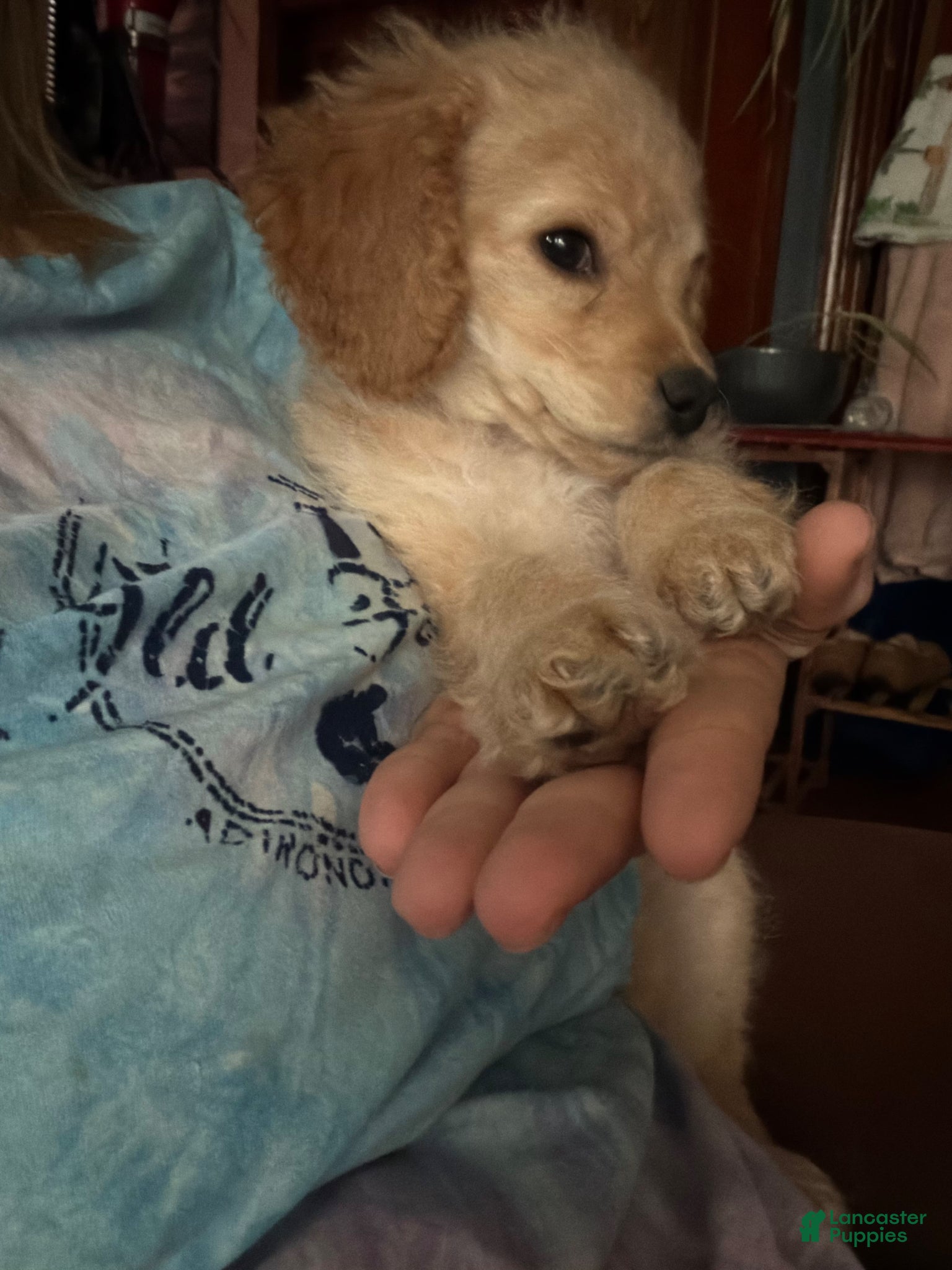 Cockapoo dogs Cockapoo Puppy 1 - Ad 2