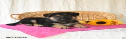 German Shepherd dogs for sale: Tamaiah - Ad 4