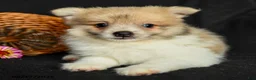 Pomeranian dogs for sale: Porter - Ad 4