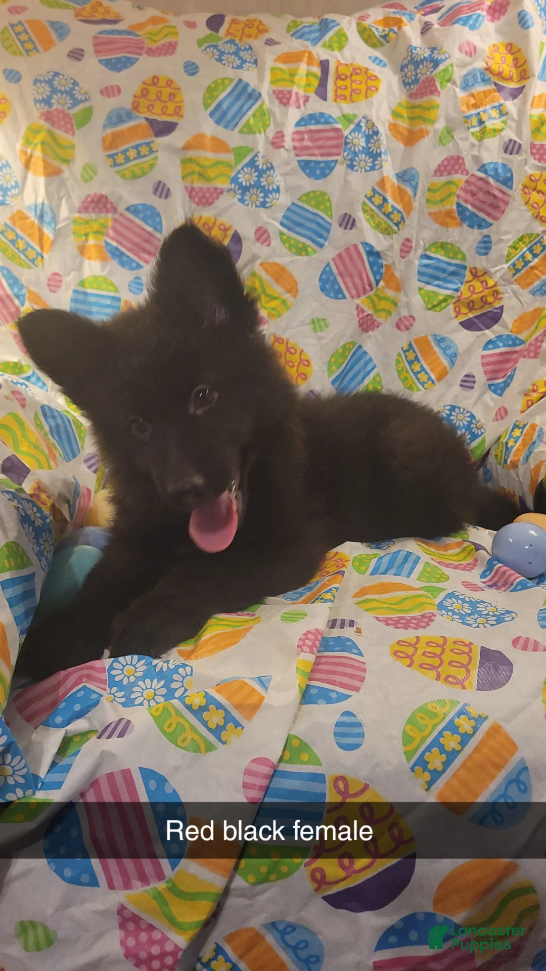 German Shepherd dogs for sale: Red Black girl - Ad 1